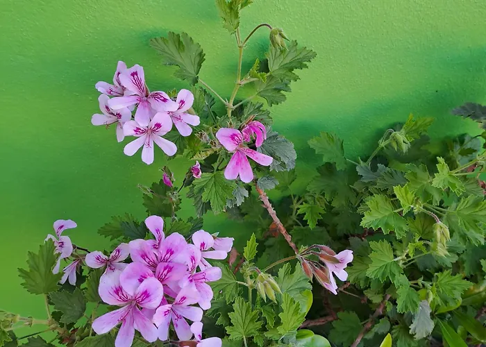 Chalet Refugio Floral De - Sintra Colares