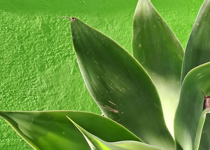 Refugio Floral De - Sintra